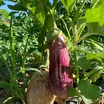 维雅吉奥维尔德公寓 公寓 *