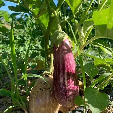 Il Viaggio Apartament *